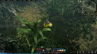 Elite Red Mist Pirate Location, Lost Ark