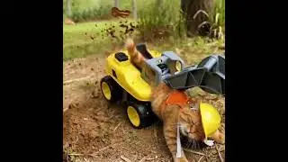 Cat worker Simulation