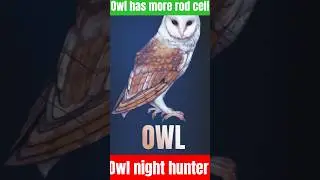 #owl #night #vision #noctural #kingdom #rodcells