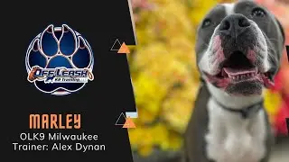 1 Y/O Boxer Mix &ldquo;Marley&rdquo; | Reactivity Transformation | Milwaukee Dog Trainers