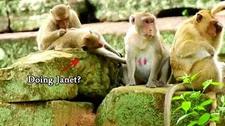 Poor pregnant Jane very hate face Janet always ask milk & want steal drink milk, Jane so tired