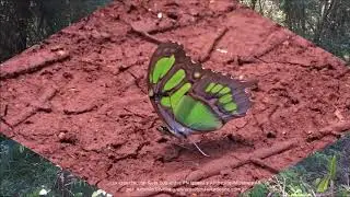 La espectacular Ruta101 en el PN Iguaz&uacute;-AR 3 2018 Antonio Silveira