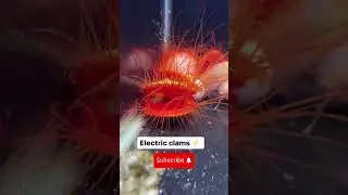 thats shocking⚡️ Electric Clams ⚡️🫨 #nature #youtubeshorts