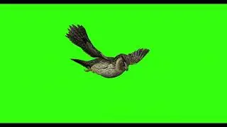 OWL #3  || GREEN SCREEN  || ANIMATION  || FREE 3D