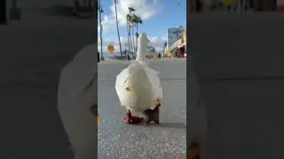 #shorts #dancing #duck