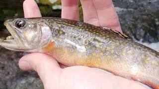 PA Wild Trout - Penns Tributary Brookies