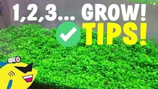 AQUARIUM CARPET PLANT TIPS: 1, 2, 3... GROW!