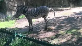 vlog #26: ZEBRA POOP?