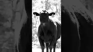 Angus heifer Oakdale Farms.             #angus #cattle #heifer #ranch #oakdalefarms