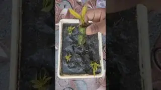 Cloves with aloe vera Growth