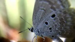 Beautiful Butterfly Macro Closeup Video