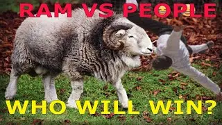 RAM VS PEOPLE | BEST RAMS FUNNY COMPILATION 😂😂😂😂😂] INSANE!!!