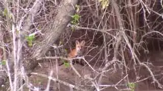 Fox and Fox Pup in backyard
