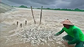 MENJEMPUT REJEKI ‼️ PANEN JUTAAN IKAN DENGAN MUDAH DI DEPAN PINTU AIR BENDUNG GERAK