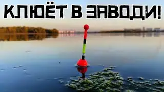 ШОКОЛАДНОЕ САЛО ЛОВИТ! Кто клюет в глубокой ЗАВОДИ? Рыбалка осенью 2023