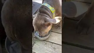 It&rsquo;s An Ice Water Kind Of Day | Bobby Dog Loves Ice Water #Dogs #Bobby #Shorts