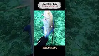 BLUEFIN TREVALLY (Caranx melampygus)