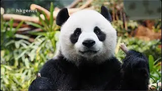 20251230 安安 吃 正面吃 好靚仔🤵‍♂️