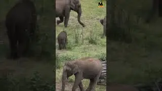 #aliyar #elephants