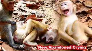 Bre..aking Hearrt! New abandoned monkey shooout cryyying Pi...t..fully & Very Loudly