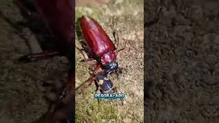 O Inseto que Atira 100&deg;C Pelo Rabo, Um Lan&ccedil;a-Chamas Vivo #bezouro #inseto #natureza