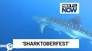 OMSI celebrates sharks, science with &lsquo;Sharktoberfest'