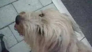 Paseo con correa