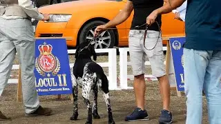 EXPOZITIE CANINA 6 SEPTEMBRIE 2025 LA TIMISOARA - MASCUL BRAC GERMAN PAR SCURT