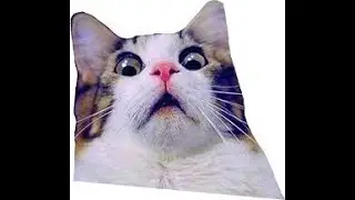 Cat watching me play C.O.D lol