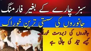 katta farming in pakistan/ katta farming tips/ bachra  farming tips/ katta farming  with hay /