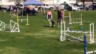 Kai and Juliet-AKC dog agility Jumpers 2015