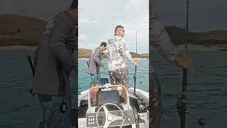 Coral Trout Chaos On The Great Barrier Reef  #fishing #greatbarrierreef #qld