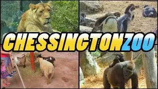 CHESSINGTON ZOO - Chessington World of Adventures (4k)