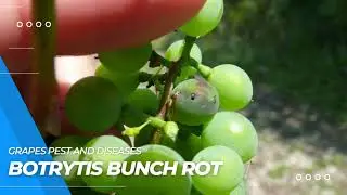 Ultimate Guide to Grapevine Pest and Disease Management: Tips for Healthy Vineyards