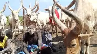 Dinka Bor Cattle camp