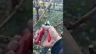 Spurred cordon pruning #thewinearound #wine #agriculture #pruning #grapespruning #potatura #poda