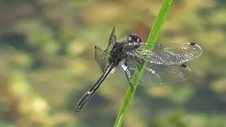 Dot-Tailed Whiteface Dragonfly