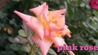 Pink rose photography