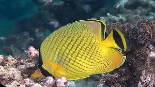 Living Jewels Butterflyfish Vol 2 HD