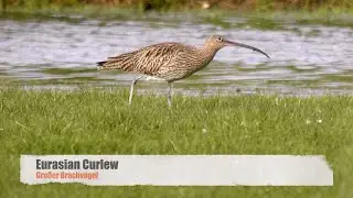Eurasian Curlew (Numenius arquata) / Gro&szlig;er Brachvogel [4]