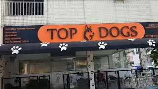 Top Dogs || Singapore Pet Shop  || 212 Changi Road