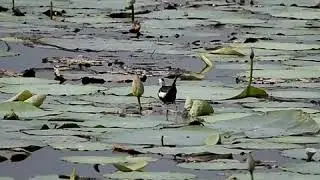 Call of Pheasant-tailed jacana