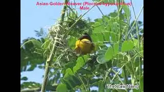 Asian Golden Weaver (Ploceus hypoxanthus) စာဘုန်းကြီး / စာဝါ male