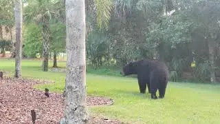 Florida Black Bear Encounter, warning do not try this...