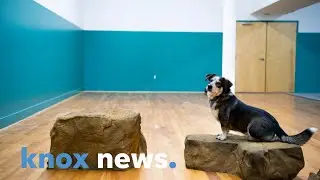 Knoxville&rsquo;s The Bark includes indoor, outdoor dog park and beer garden