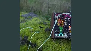 Moss (Plant Music - 432Hz)