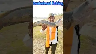 #snakehead fishing 🎣 catch #trending video #vairal Snakehead hunting video #vlog fishing video