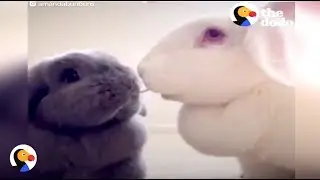 Cutest Sleepy Bunny Siblings Are INSEPARABLE | The Dodo