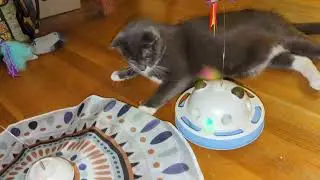 Thunder Suffers from Electronic Cat Toy Overload