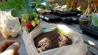 Preparando a terra para plantar as mudas de morango
